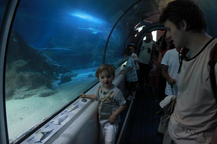 Marineland tunnel requins