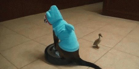 roombas roombas